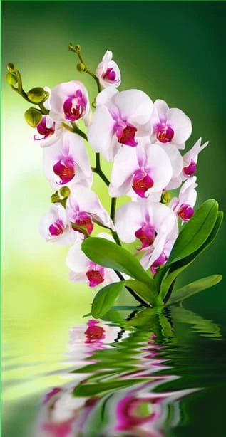 fotooboi_261kh134_sm_orkhideya