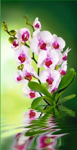 fotooboi_261kh134_sm_orkhideya