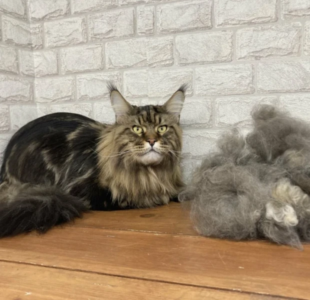 Экспресс - линька кошек