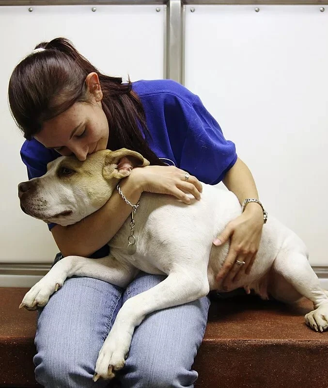 Ритуальные услуги для животных