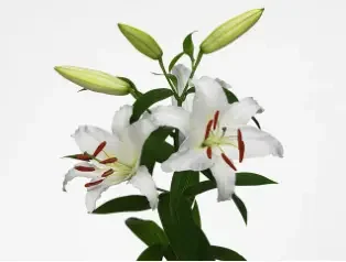 Цветы Лилии с утонченной формой бутона, белоснежными лепестками и незабываемым ароматом 