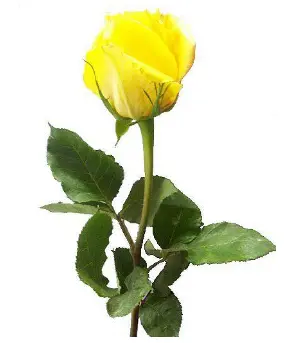 Желтая роза – это символ солнца и света