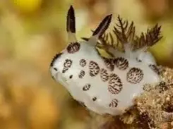 Заяц морской (голожаберные молюски)