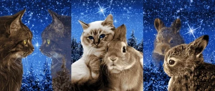 hgzw4mj92uufjp46bak0ob7k9hvl1406