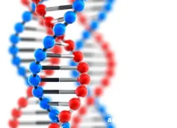 Тест ДНК на отцовство ( срочный)