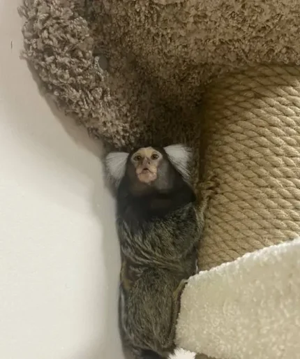 Аренда помещения для проведения праздников