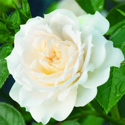 Роза штамбовая миниатюрная Тини Вини Вайт (штамб 45 см)/ЦКор