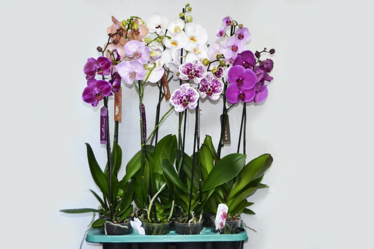 Орхидея Фаленопсис (Phalaenopsis) mix 12/70