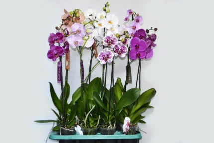 Фото для Орхидея Фаленопсис (Phalaenopsis) mix 12/70