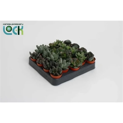 Фото для Адромискус (Adromischus) Mix 5,5/10