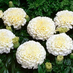 f0d3ff8d9c5911ed827ed85ed377b6fa_e65411fbd83811ee82e2d85ed377b6fa