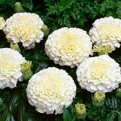 f0d3ff8d9c5911ed827ed85ed377b6fa_e65411fbd83811ee82e2d85ed377b6fa