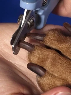 Стрижка когтей у собак и кошек